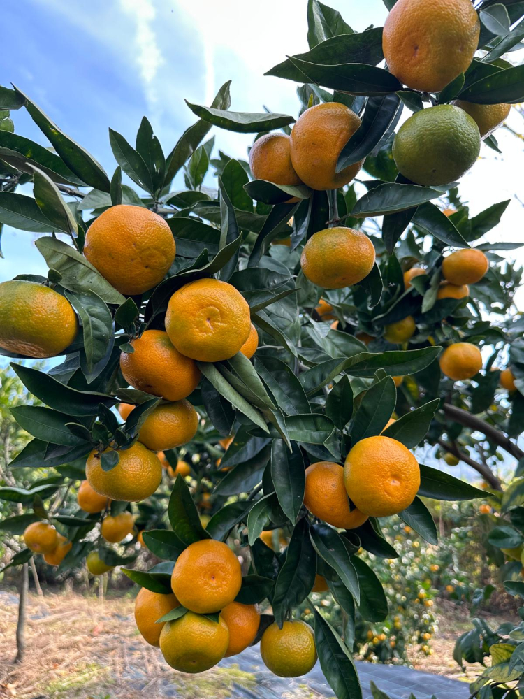 Rize’de mandalina çeşidi 9’a çıktı, Antalya’ya gönderildi